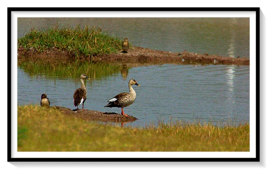 BLACK BEAK CAMBELL DUCKS