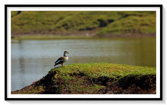 WISTLING DUCK BLACK BEAK