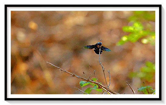 BUMBLE BEE