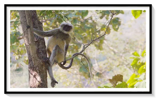 INDIAN LANGORE MONKEY