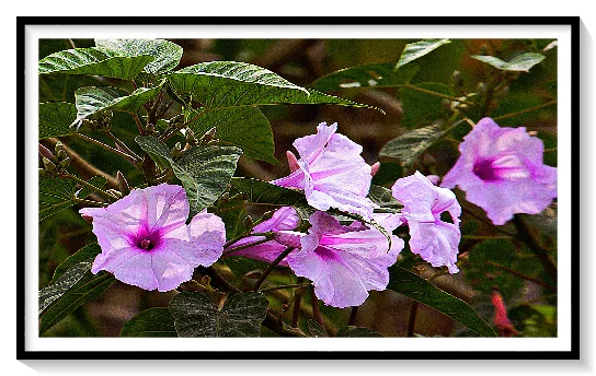 JUNGLE FLOWER ASIAN