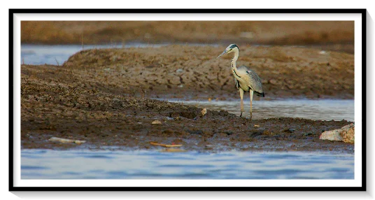 HERON
