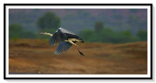 HERON