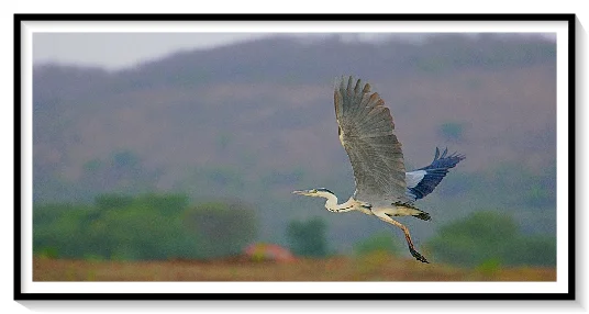 HERON