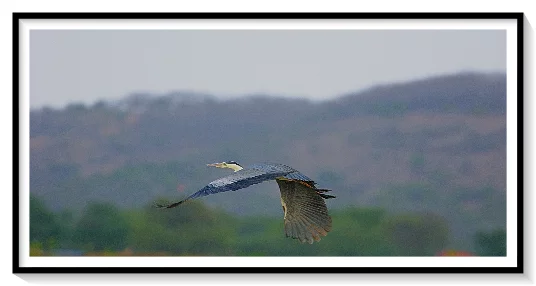 HERON
