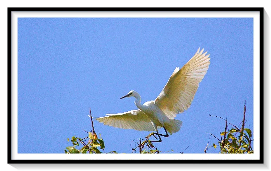 LITTLE EGRET BIRD