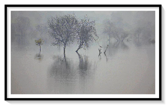 PHOTOGRAPH OF ART NATURE ,IN INDA,USA, CANADA