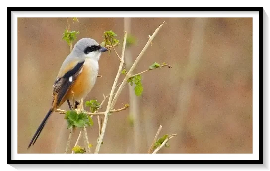 BIRD ORANGE FINCH