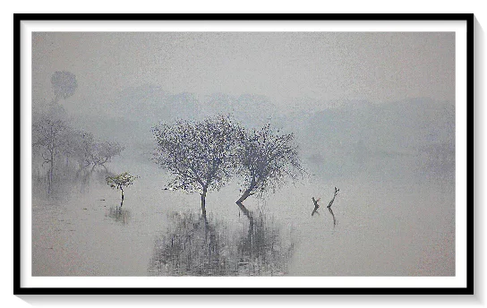 TREES NATURE,PHOTOGRAPHS WILDLIFE,ASIA,INDIA,USA