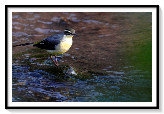 Indian Wagtail Bird