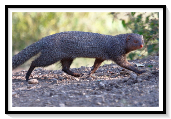 Mangoose Mammal AnimalA well-known fictional mongoose is Rikki-Tikki-Tavi, who appears in a short story of the same title in The Jungle Book (1894) by Rudyard Kipling. In this tale set in India, a young pet mongoose saves his human family from a krait and from Nag and Nagaina, two cobras. The story was later made into several films and a song by Donovan, among other references. A mongoose is also featured in Bram Stoker's novel The Lair of the White Worm. The main character, Adam Salton, purchases one to independently hunt snakes. Another mongoose features in the denouement of the Sherlock Holmes story "The Adventure of the Crooked Man", by Sir Arthur Conan Doyle. The Indian Tamil devotional film Padai Veetu Amman shows Tamil actor Vinu Chakravarthy changing himself into a mongoose by using his evil tantric mantra, to fight the goddess Amman. However, the mongoose finally dies at the hands of the goddess. Mongoose species are prohibited to be kept as pets in the United States
