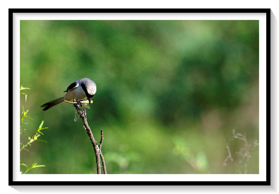 Orange shrike BirdShrikes are medium-sized birds with grey, brown, or black-and-white plumage. Most species are between 16 cm (6.3 in) and 25 cm (9.8 in) in size; however, the genus Corvinella, with its extremely elongated tail-feathers, may reach up to 50 cm (20 in) in length. Their beaks are hooked, like those of a bird of prey, reflecting their carnivorous nature; their calls are strident.