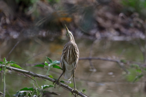 Yellow Bittern BirdWild he yellow bittern (Botaurus sinensis) is a small bittern. It is of Old World origins, breeding in the northern Indian Subcontinent, east to the Russian Far East, Japan and Indonesia. It is mainly resident, but some northern birds migrate short distances. It has been recorded as a vagrant in Alaska and there is a single sighting in Great Britain, from Radipole Lake, Dorset on November 23, 1962 – however, the British Ornithologists' Union has always considered this occurrence to be of uncertain provenance and currently it is not accepted onto the official British List.
