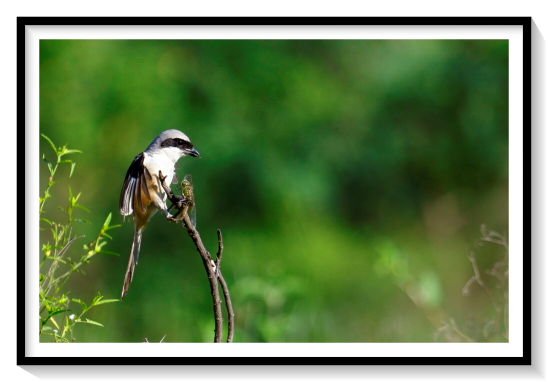 Comman Shrike BirdShrikes are territorial, and these territories are defended from other pairs. In migratory species, a breeding territory is defended in the breeding grounds and a smaller feeding territory is established during migration and in the wintering grounds