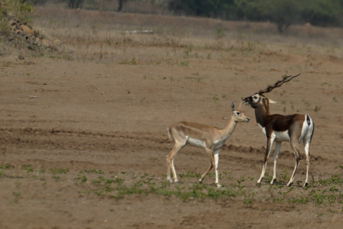 The blackbuck is active mainly during the day. It forms three types of small groups: female, male, and young bachelor herds. Males often adopt lekking as a strategy to garner females for mating. While other males are not allowed into these territories, females often visit these places to forage.