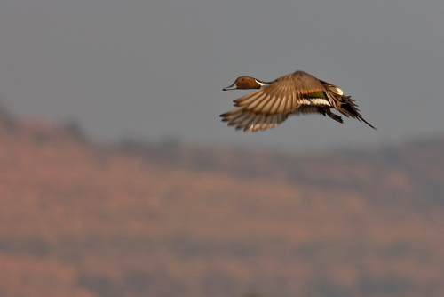 Males (drakes) have green heads, while the females (hens) have mainly brown-speckled plumage. Both sexes have an area of white-bordered black or iridescent purple or blue feathers called a speculum on their wings; males especially tend to have blue speculum feathers. The mallard is 50–65 cm (20–26 in) long, of which the body makes up around two-thirds the length. The wingspan is 81–98 cm (32–39 in) and the bill is 4.4 to 6.1 cm (1.7 to 2.4 in) long. It is often slightly heavier than most other dabbling ducks, weighing 0.7–1.6 kg (1.5–3.5 lb).
