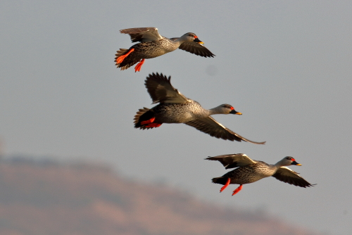 Mallards are one of the most common species shot in waterfowl hunting due to their large population size. The ideal location for hunting mallards is considered to be where the water level is somewhat shallow where the birds can be found foraging for food.
