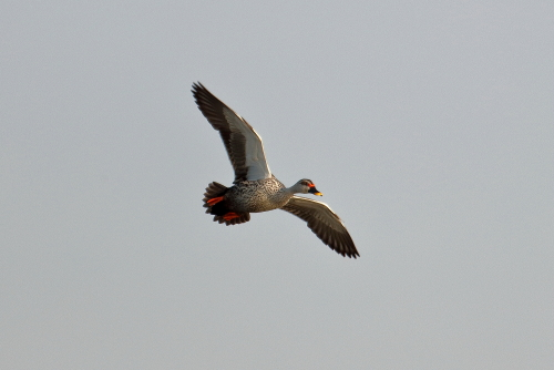 When incubating a nest, or when offspring are present, females vocalise differently, making a call that sounds like a truncated version of the usual quack. This maternal vocalisation is highly attractive to their young. The repetition and frequency modulation of these quacks form the auditory basis for species identification in offspring, a process known as acoustic conspecific identification