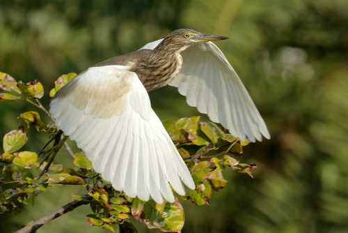 he yellow bittern is a small species at 36 to 38 cm (14 to 15 in) in length, with a short neck and longish bill