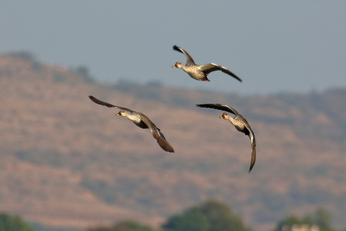 The female lays 8 to 13 creamy white to greenish-buff spotless eggs, on alternate days. Incubation takes 27 to 28 days and fledging takes 50 to 60 days. The ducklings are precocial and fully capable of swimming as soon as they hatch.