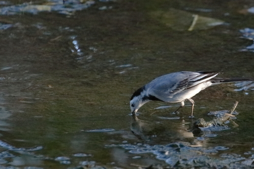 The grey wagtail (Motacilla cinerea) is a member of the wagtail family, Motacillidae, measuring around 18–19 cm overall length. The species looks somewhat similar to the yellow wagtail but has the yellow on its underside restricted to the throat and vent. Breeding males have a black throat.
