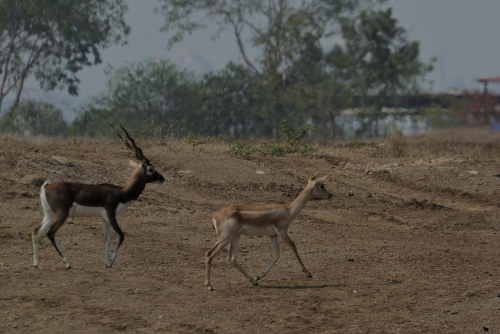 It stands up to 74 to 84 cm (29 to 33 in) high at the shoulder. Males weigh 20–57 kg (44–126 lb), with an average of 38 kg (84 lb). Females are lighter, weighing 20–33 kg (44–73 lb) or 27 kg (60 lb) on average. Males have 35–75 cm (14–30 in) long corkscrew horns, and females occasionally develop horns, as well. The white fur on the chin and around the eyes is in sharp contrast with the black stripes on the face. Both sexes' coats feature a two-tone colouration; in males, the majority of the body is dark brown to black, with white circles around the eyes, white ears and tail, and the belly, lower jaw, and inner legs also white.