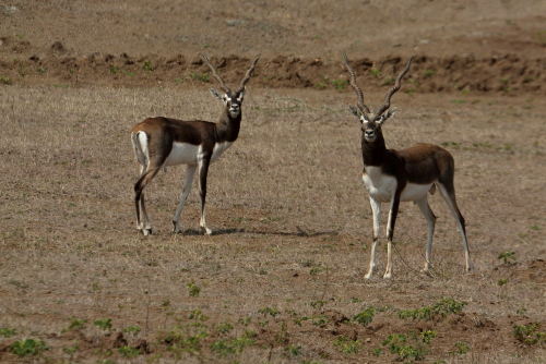 The blackbuck is active mainly during the day. It forms three types of small groups: female, male, and young bachelor herds. Males often adopt lekking as a strategy to garner females for mating. While other males are not allowed into these territories, females often visit these places to forage. The male can thus attempt mating with her. The blackbuck is an herbivore and grazes on low grasses, occasionally browsing as well. Females become sexually mature at the age of eight months, but mate no earlier than two years of age. Males mature later, at 1.5 years. Mating takes place throughout the year. Gestation is typically six months long, after which a single calf is born. The lifespan is typically 10 to 15 years.