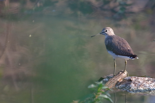 Sandpipers have long bodies and legs, and narrow wings. Most species have a narrow bill, but the form and length are variable. They are small to medium-sized birds, measuring 12 to 66 cm (4.7–26.0 in) in length. The bills are sensitive, allowing the birds to feel the mud and sand as they probe for food. They generally have dull plumage, with cryptic brown, grey, or streaked patterns, although some display brighter colours during the breeding season