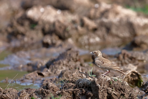 The singing bush lark is a small, thickset bird with a large head, a short, sparrow-like bill and a small crest which is only visible when raised. Its dorsal plumage colour is brown, reddish or sandy with darker central streaks to the feathers. The breast is mottled or streaked and it has a buff eyebrow. The underparts are pale, with a brown tail. The adult upper parts and crown are near black with coarse buff to russet streaking. Juveniles are similar but the crown and upper parts are neatly scaled by narrow white fringes to the feathers. Nestlings have dense natal down and contrasting dark spots on their tongue and mouth.