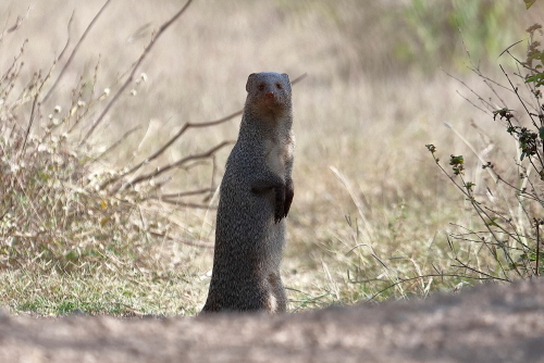 The Javan mongoose is native to Myanmar, Thailand, Cambodia, Vietnam, Laos, Peninsular Malaysia and the Indonesian islands of Sumatra and Java, where it lives up to an elevation of 1,800 m (5,900 ft). Its presence is uncertain in China.