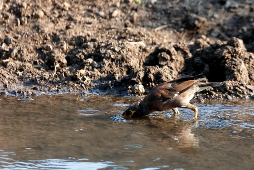The common myna is readily identified by the brown body, black hooded head and the bare yellow patch behind the eye. The bill and legs are bright yellow. They have rounded wings as well, and a round square tipped tail. There is a white patch on the outer primaries and the wing lining on the underside is white, as well as having a white tail tip. The sexes are similar and birds are usually seen in pairs.